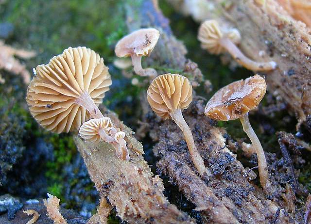 Galerina subexcentrica  spec.nov.